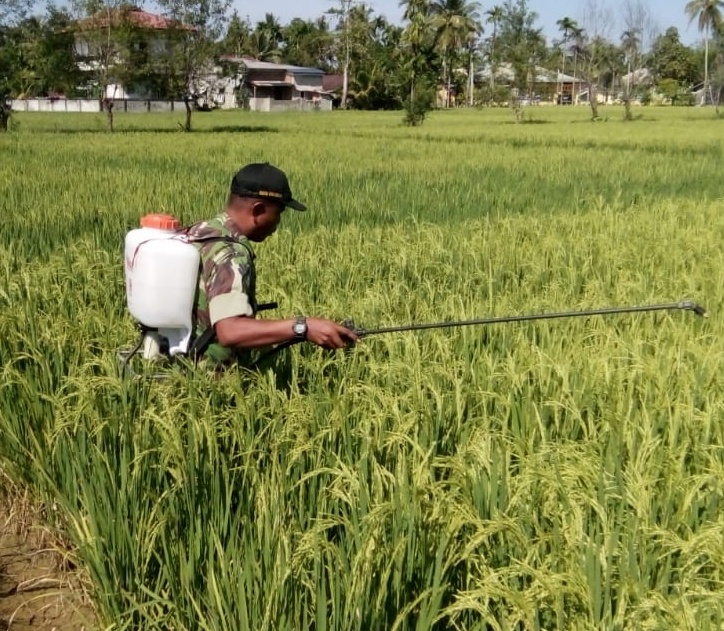 Sertu Noprijal Bantu Petani Semprot Padi