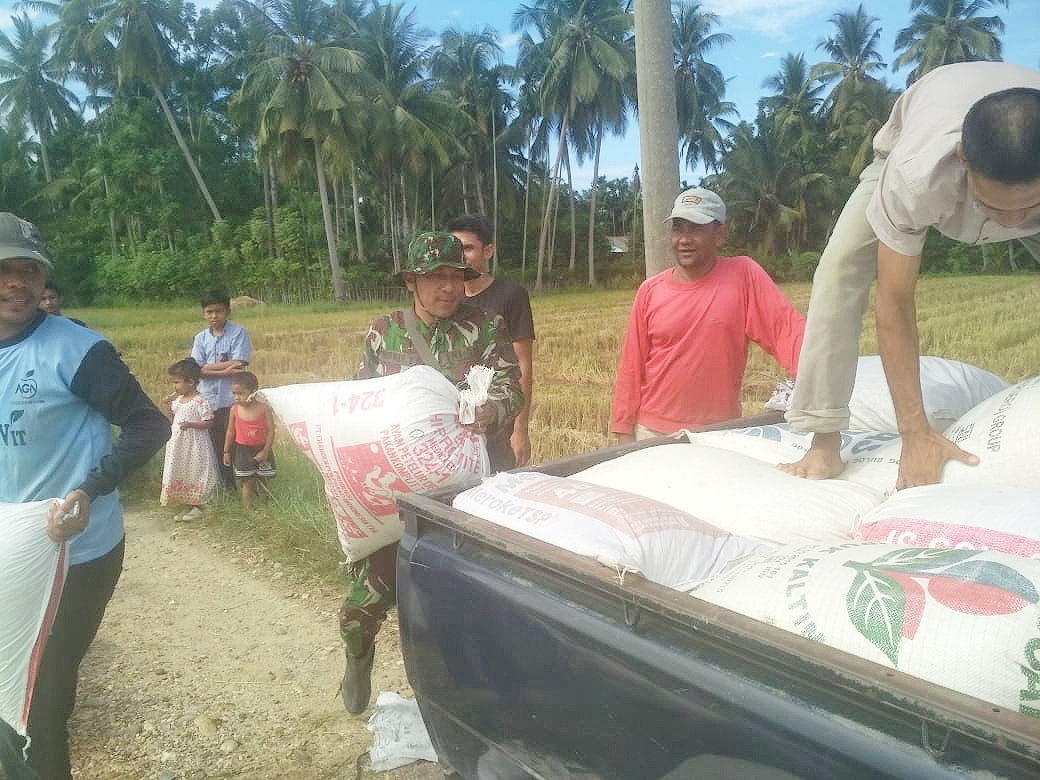 Babinsa Ramil 08/Spu Bantu Gotong Hasil Panen Padi Petani