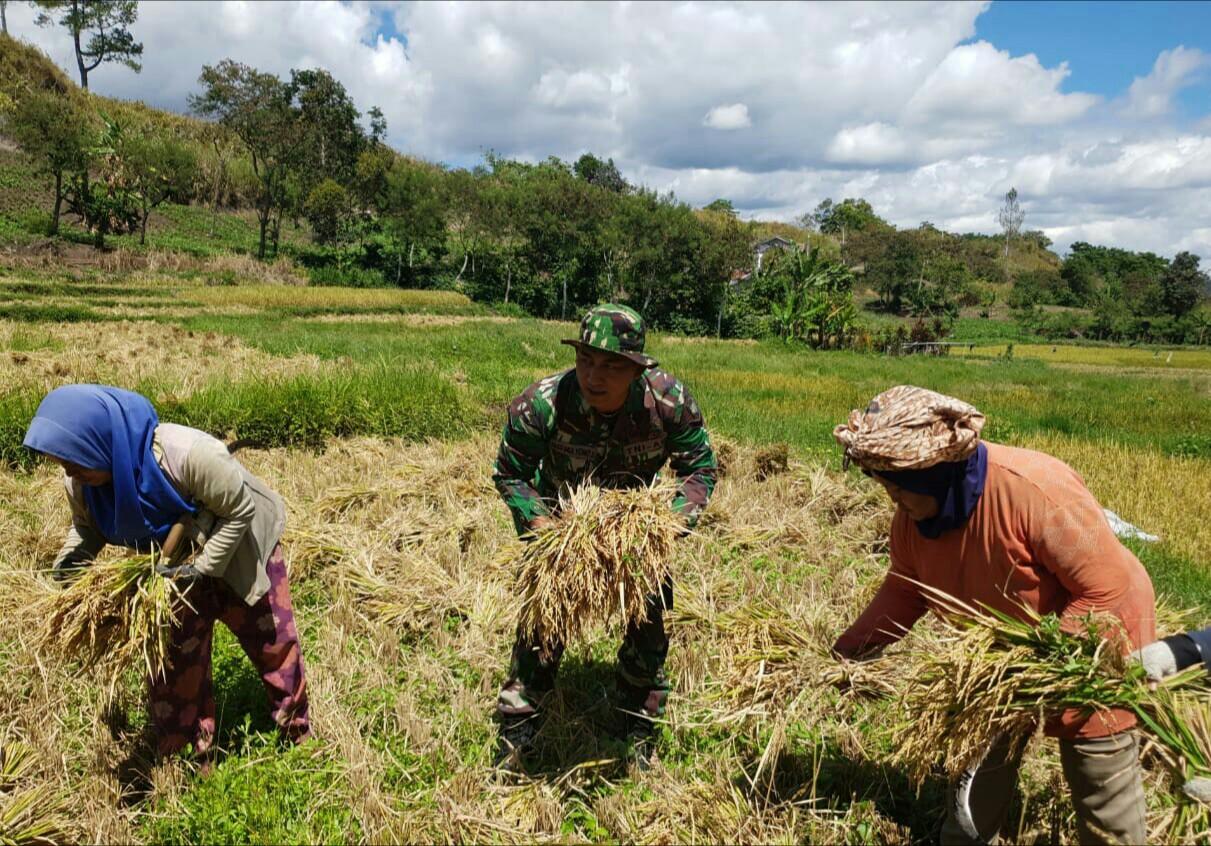 Babinsa Koramil 05/TG Dampingi Petani Panen Padi