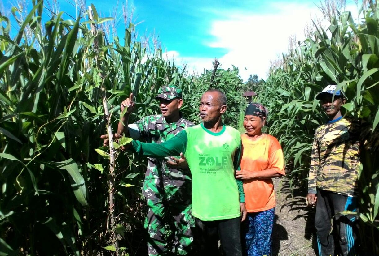 Pantau Pertumbuhan Jagung Petani, Babinsa Teunom Terjun ke Lapangan