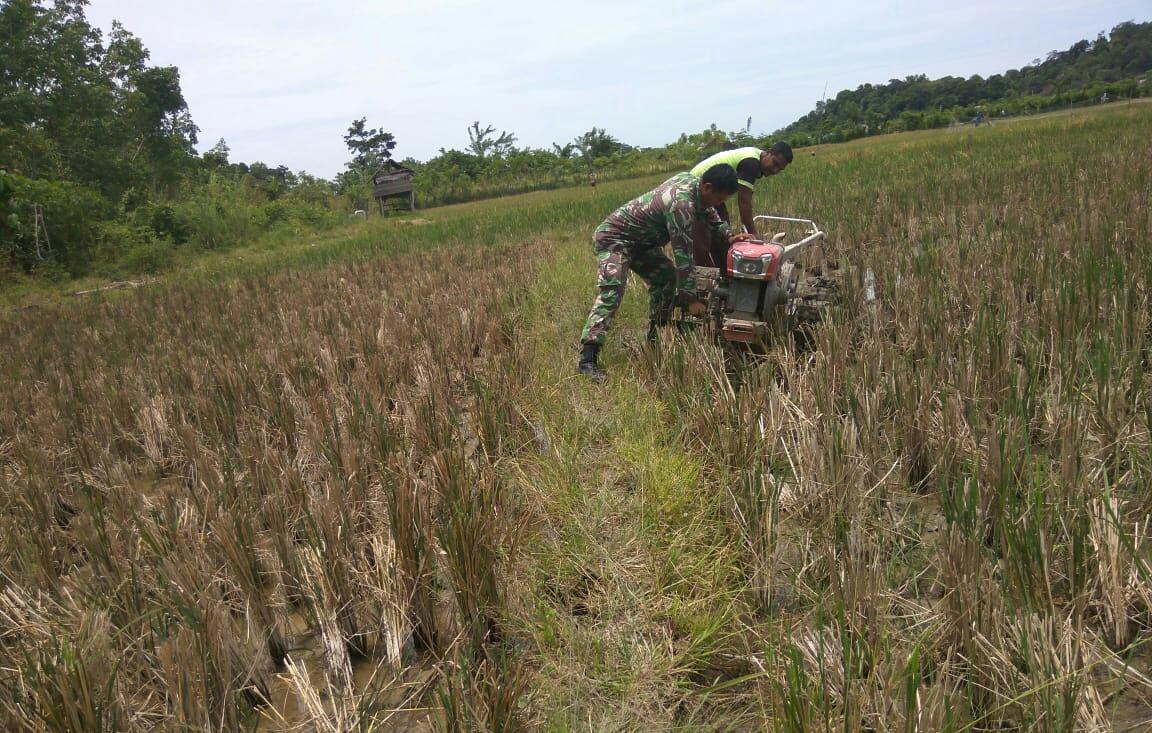 Gunakan Alat Mesin Pertanian Koramil, Babinsa Bantu Bajak Sawah Petani