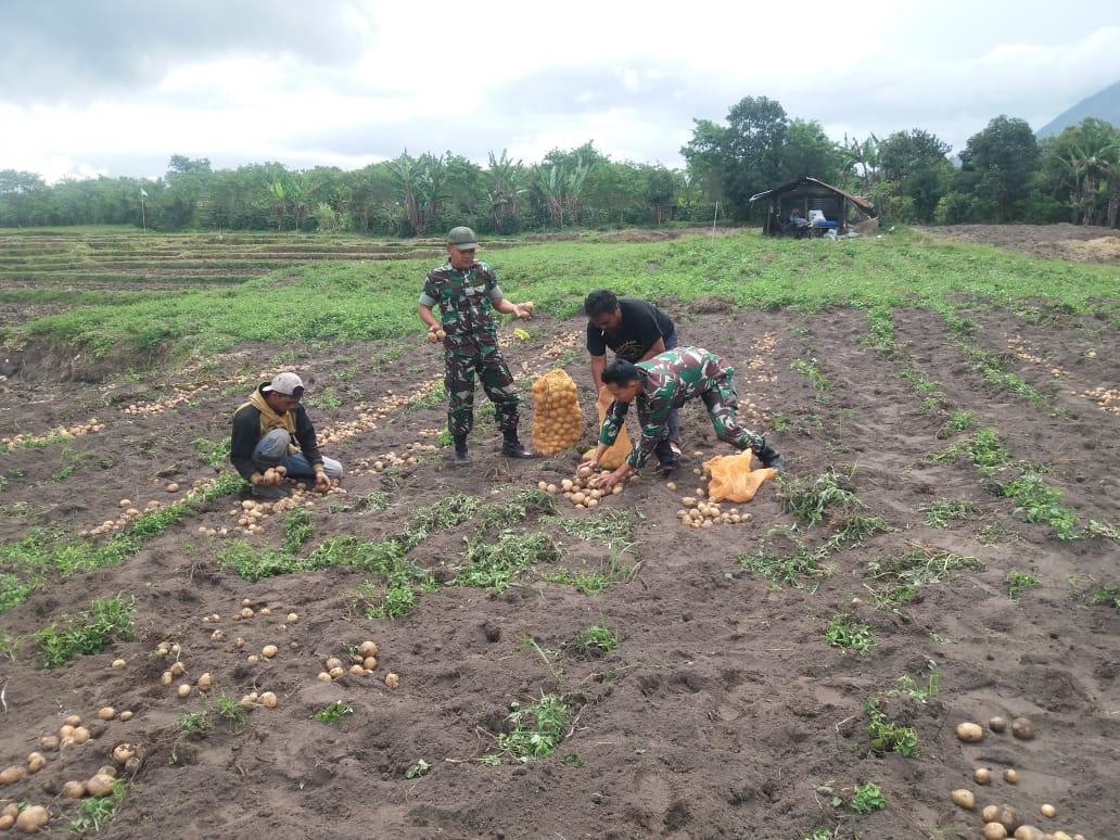 Babinsa Koramil 11/Wps Bersama Pok Tani Tansaran Bale Panen Kentang