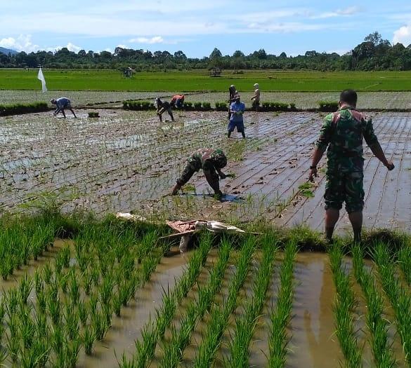 Binter Koramil 07/BBR, Bauri Petani Bantu Tanam Padi