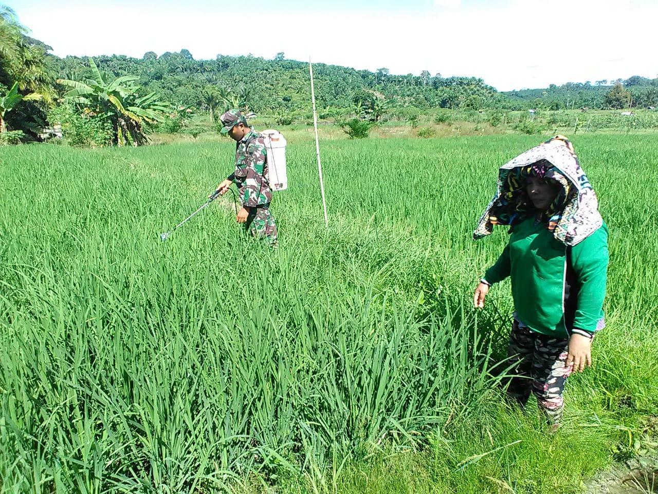 Babinsa Koramil 04/Simpang Kanan Mendampingi Petani Merawat Tanaman Padi Untuk Tingkatkan Hasil Panen