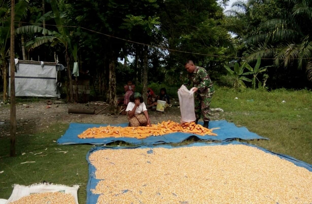 Babinsa Pasie Raya  Bantu Warga Jemur Jagung