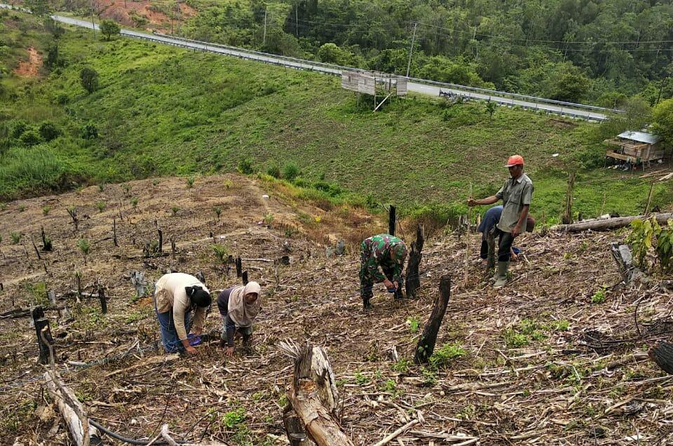 BABINSA LHOK KRUET BANTU WARGA TANAM JAGUNG