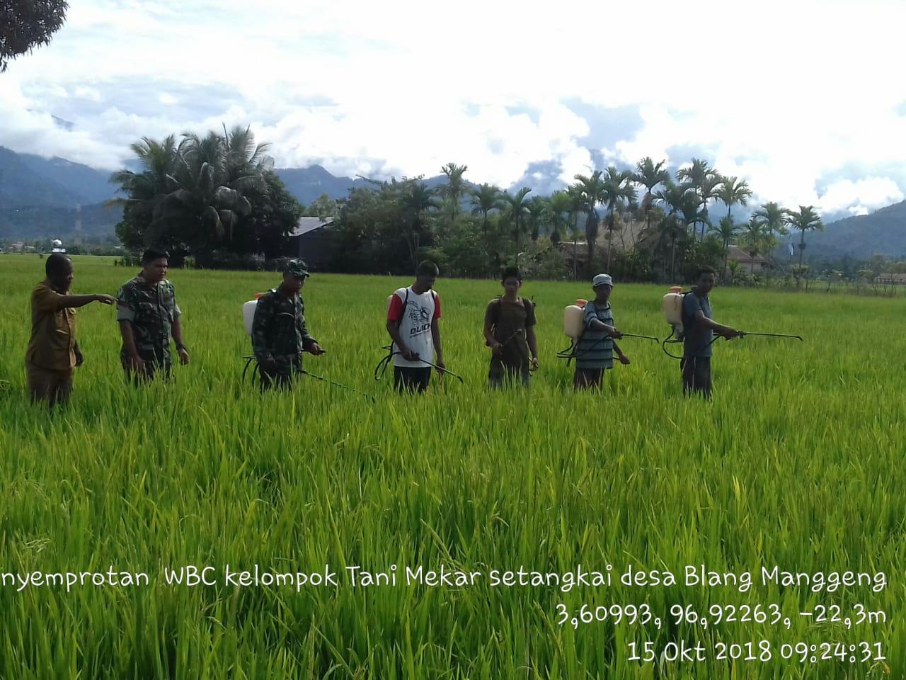 Basmi Wereng, Babinsa Koramil Manggeng dan Petani Lakukan Penyemprotan Massal