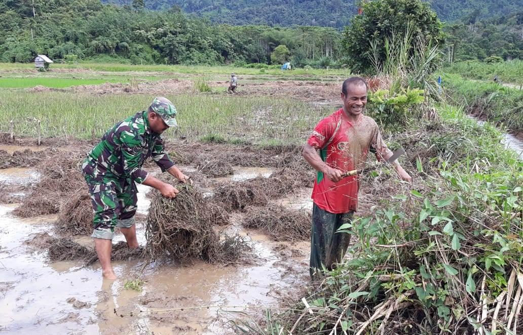 BANTU PETANI, BABINSA IKUT TURUN BERSIHKAN LAHAN SAWAH