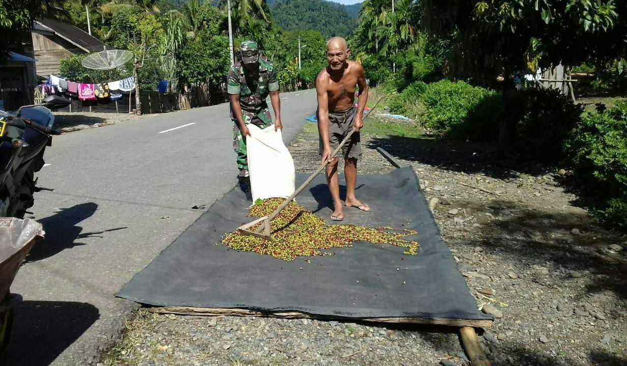 BABINSA LAMNO BANTU WARGA JEMUR BIJI KOPI