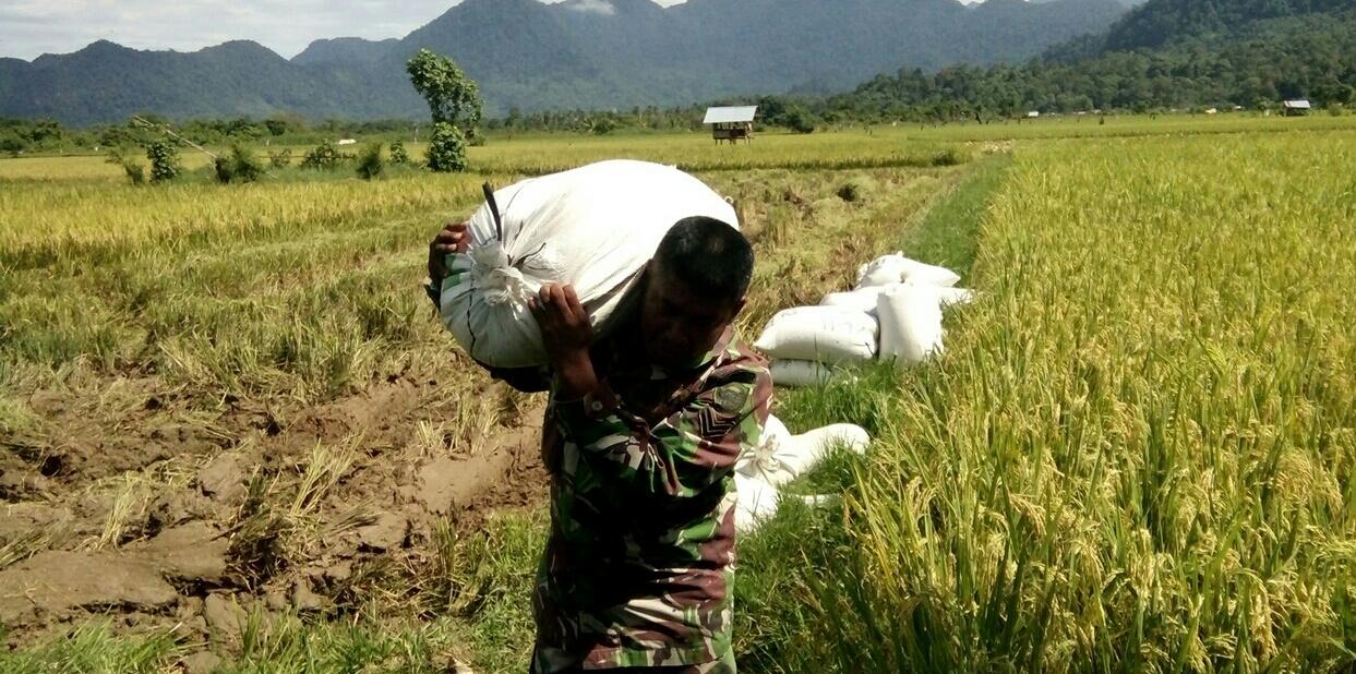 MUSIM PANEN TIBA SERTU ISHAK BANTU PIKUL PADI WARGA
