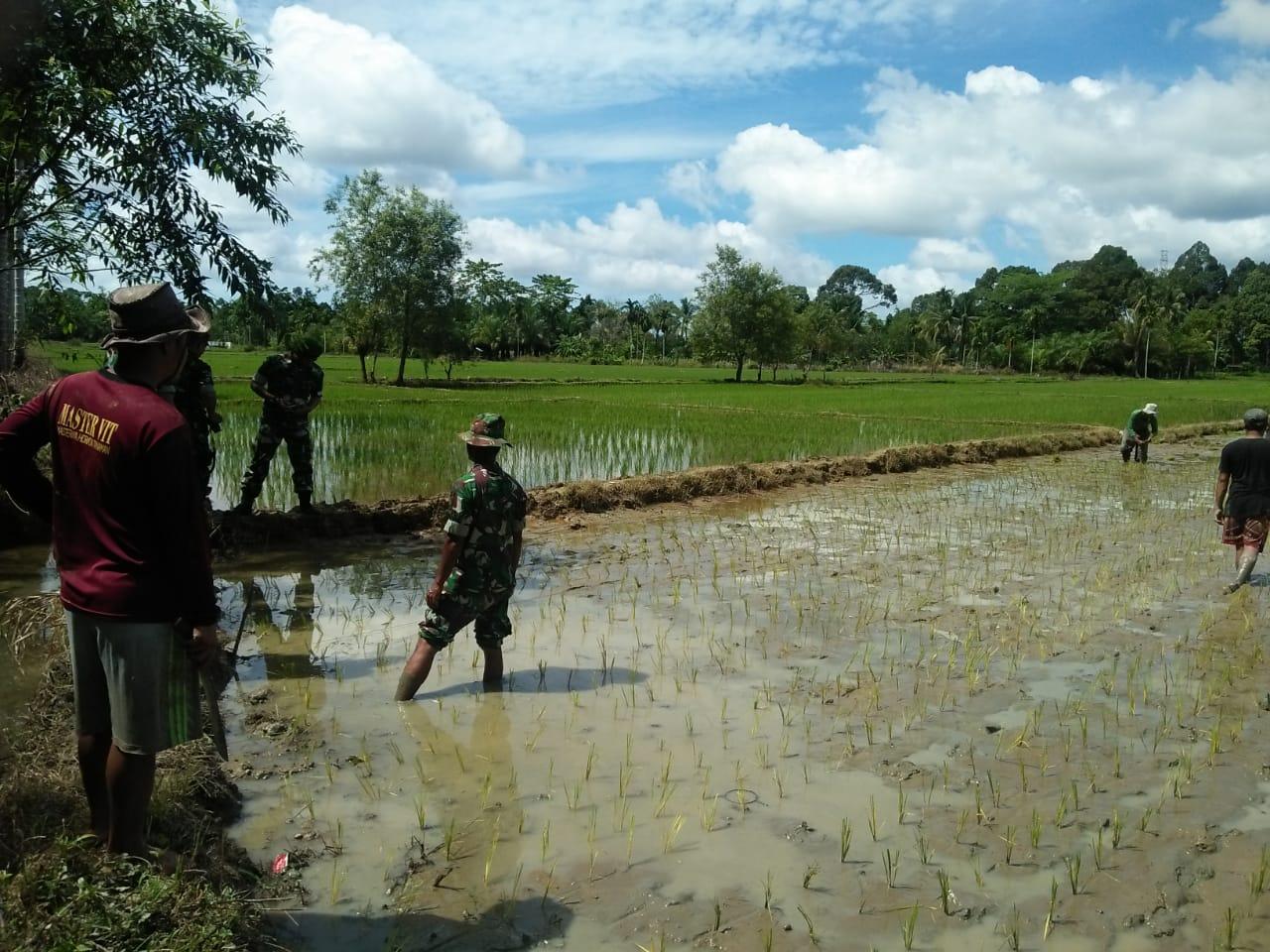 Memasuki Tanam Padi, Babinsa Koramil 07/Babahrot Intensifkan Pendampingan Petani