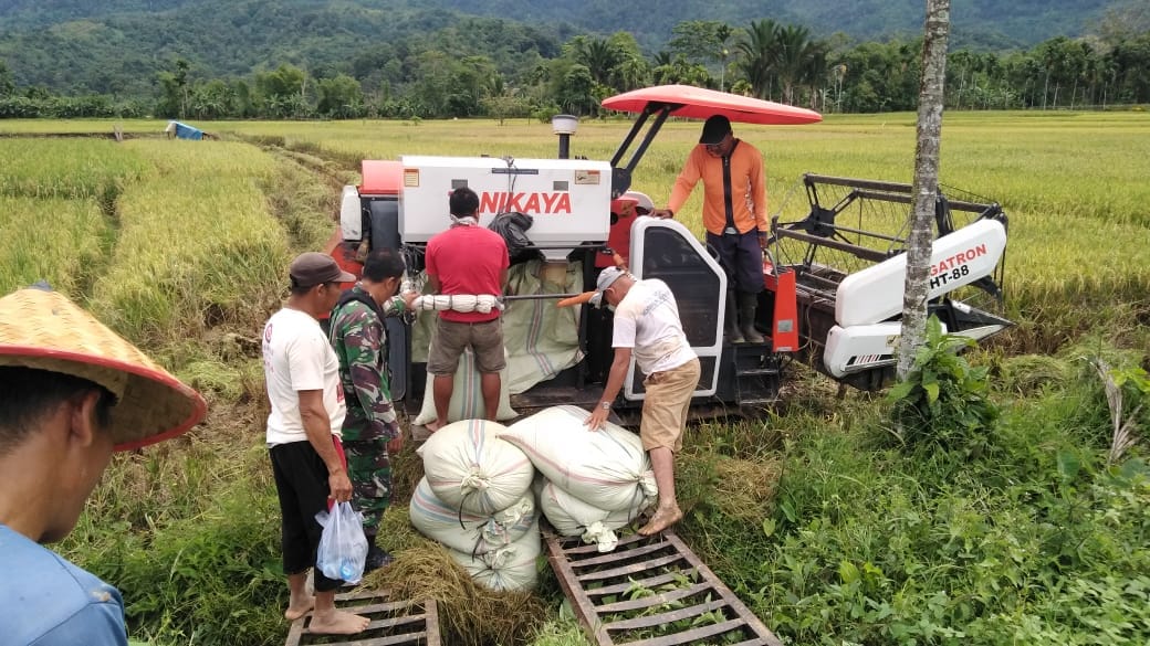 Babinsa Koramil 05 Dampingi Petani Panen Padi