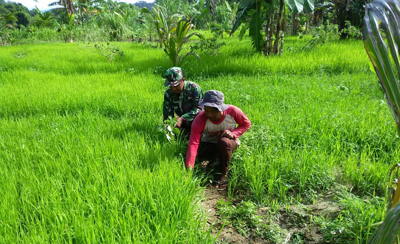 SERDA SRIYONI BERSAMA PETANI RAWAT BIBIT PADI