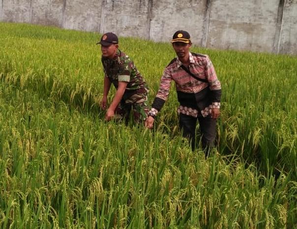 Serda Faisal Rizal dan Penyuluh Cek Tanaman Padi