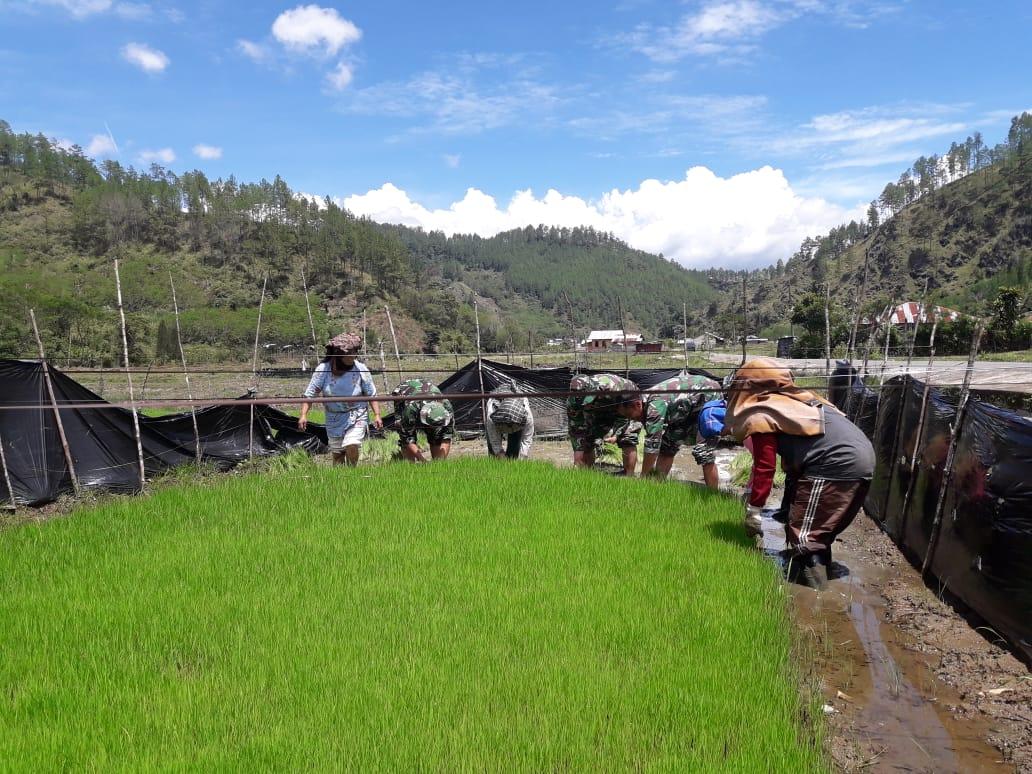 Tiga Babinsa Koramil 03/Kota Bantu Petani Di Sawah