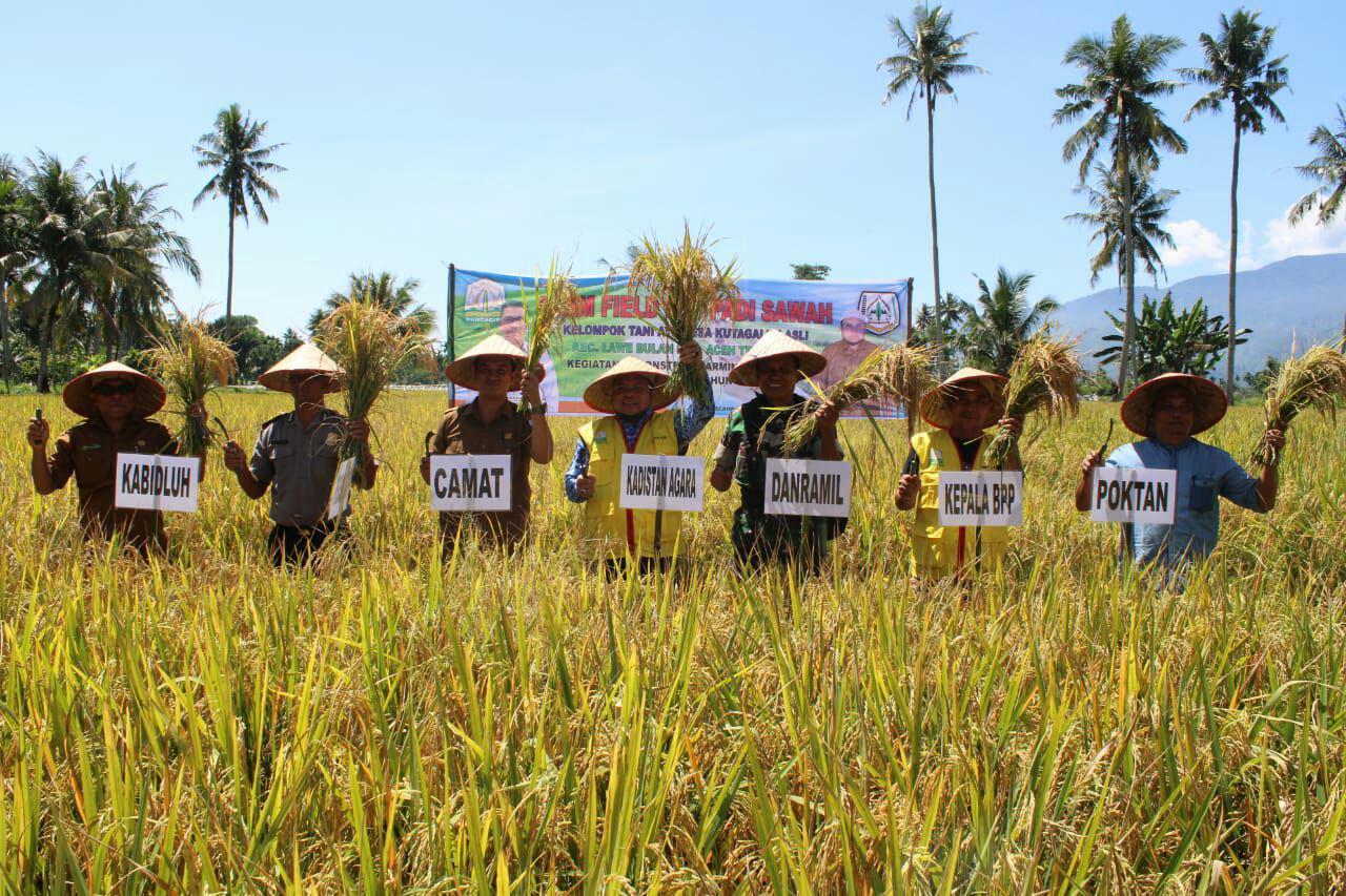 Danposramil Bersama Muspika Panen Raya Padi