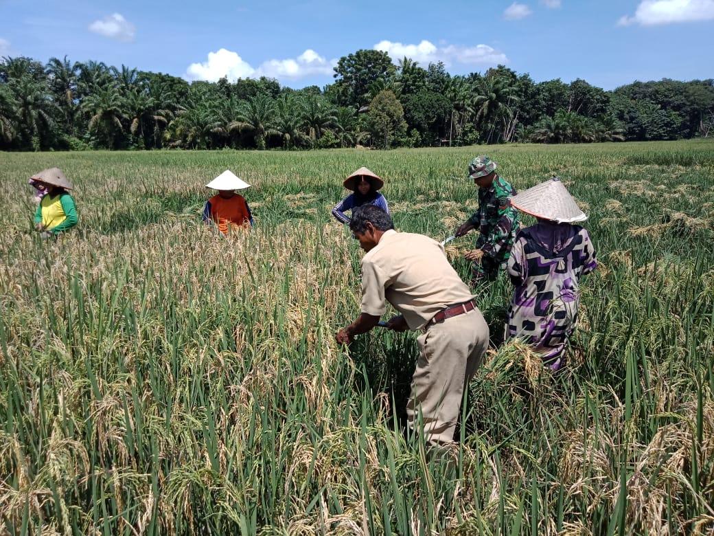 Babinsa Koramil 06/Mpy dan Mantri Tani Bantu Poktan Panen Padi