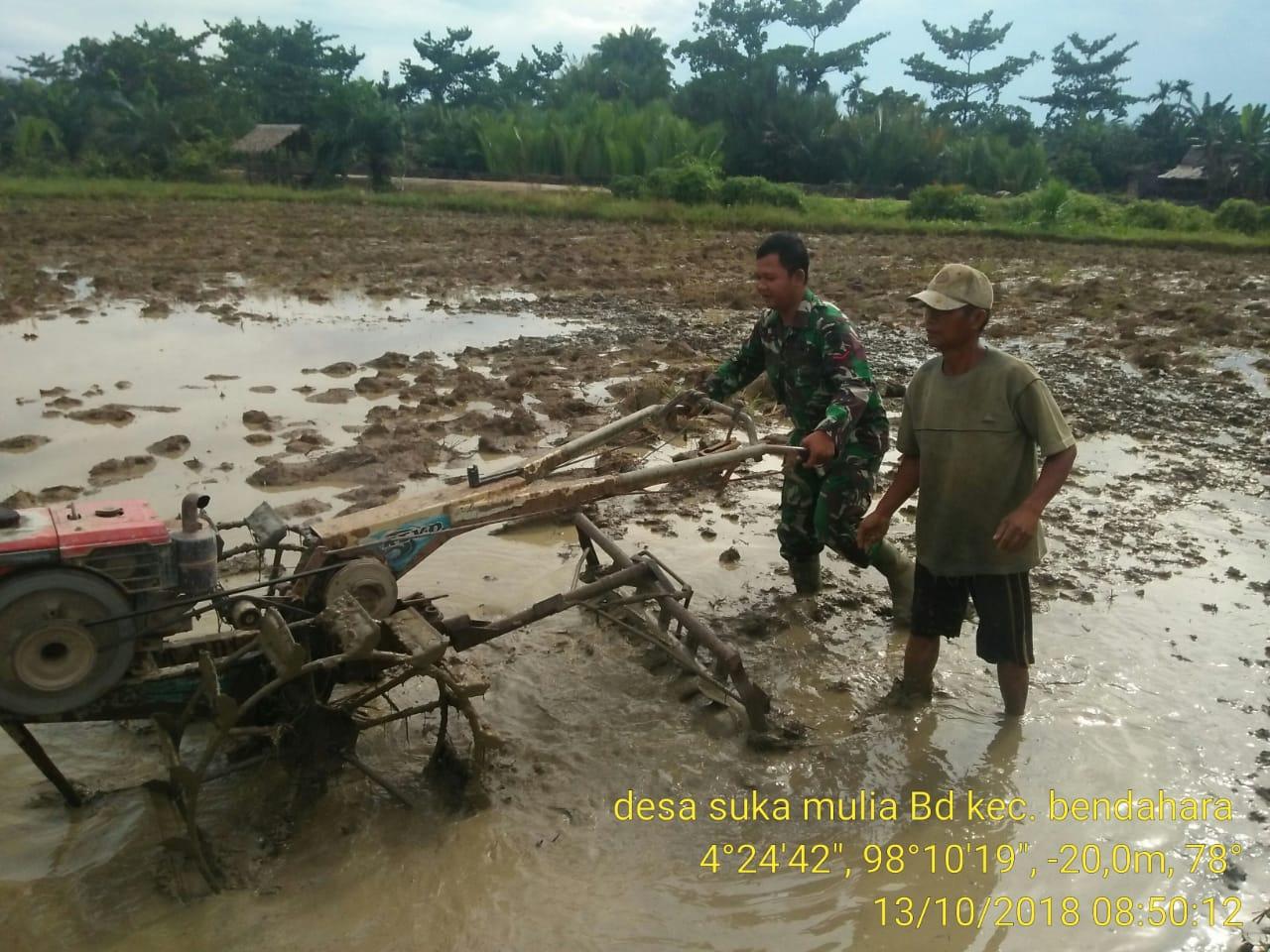 Babinsa Koramil 04/ Bendahara Turun Ke Sawah Bantu Petani