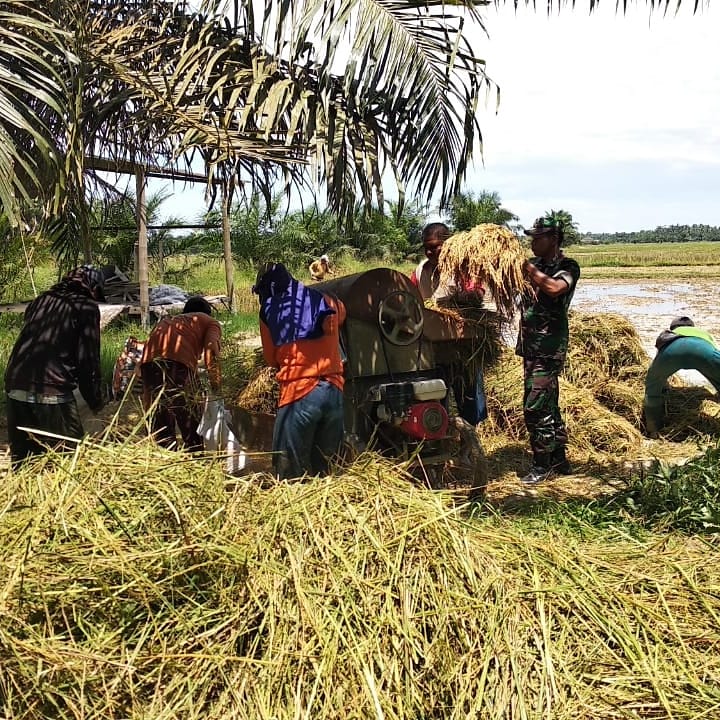 Usai Panen Padi Babinsa Koramil 04/Bdh Bantu Petani Merontokan Padi dengan Mesin