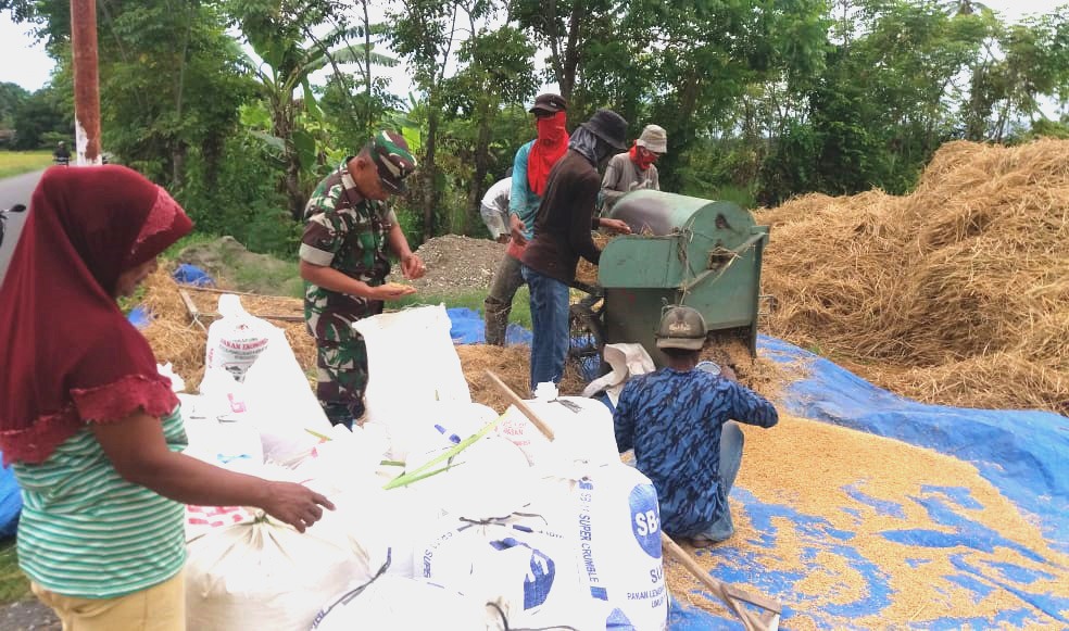 Babinsa Koramil 02/Suka Makmur Bantu Petani Rontokkan Padi