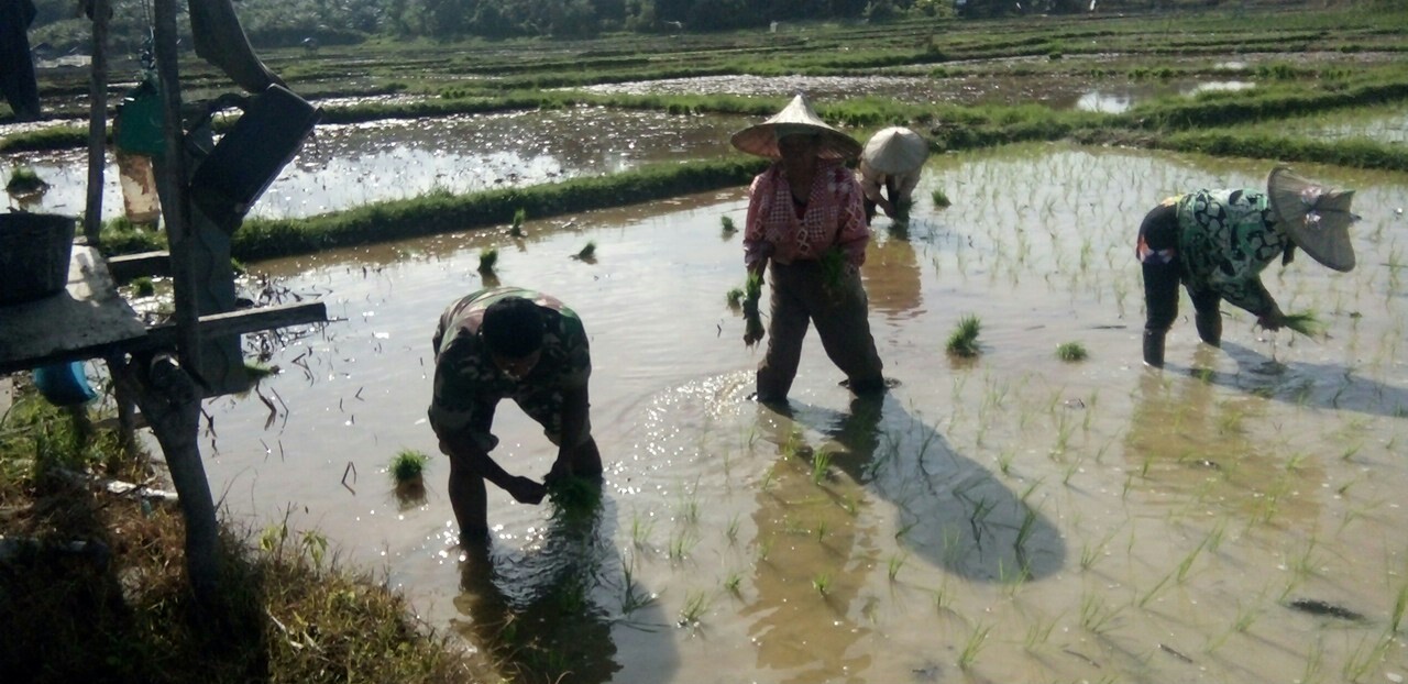Bantu Petani Tanam Padi, Babinsa Ikut Turun Ke Sawah