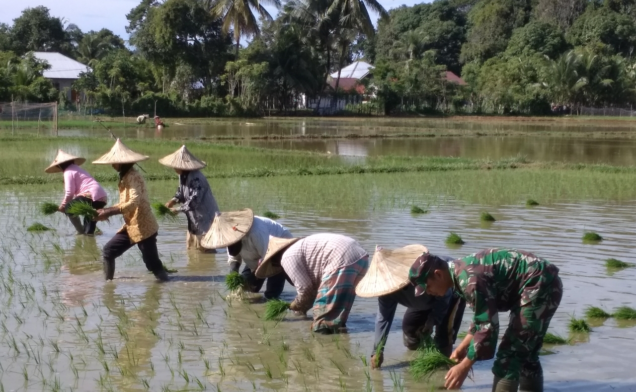 Wujudkan Swasembada Pangan, Babinsa Bantu Petani Tanam Padi