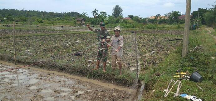 Babinsa Lageun Pantau Pertubuhan Bibit Padi Petani