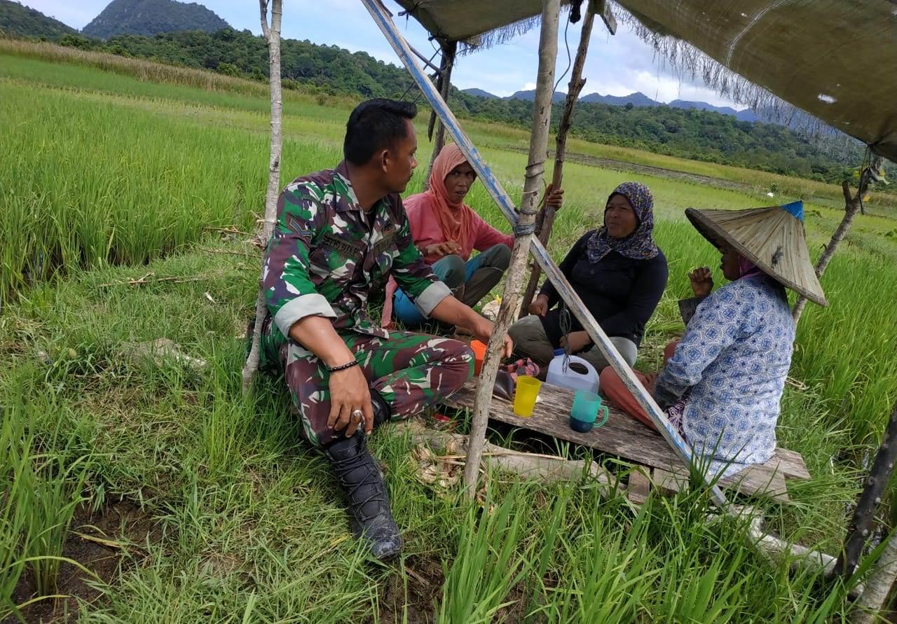 Pantau Pertumbuhan Padi Petani, Serda Budi Turun Ke Sawah