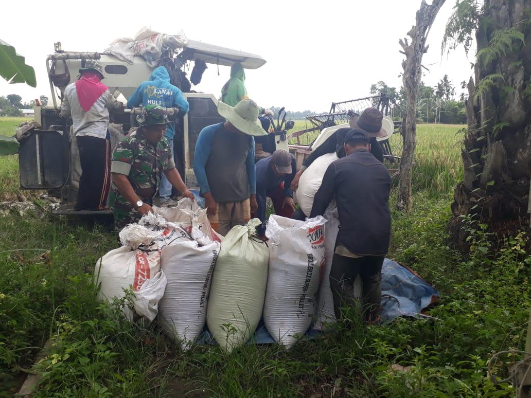 Babinsa Koramil 06/Mpy Bantu Petani Panen Padi