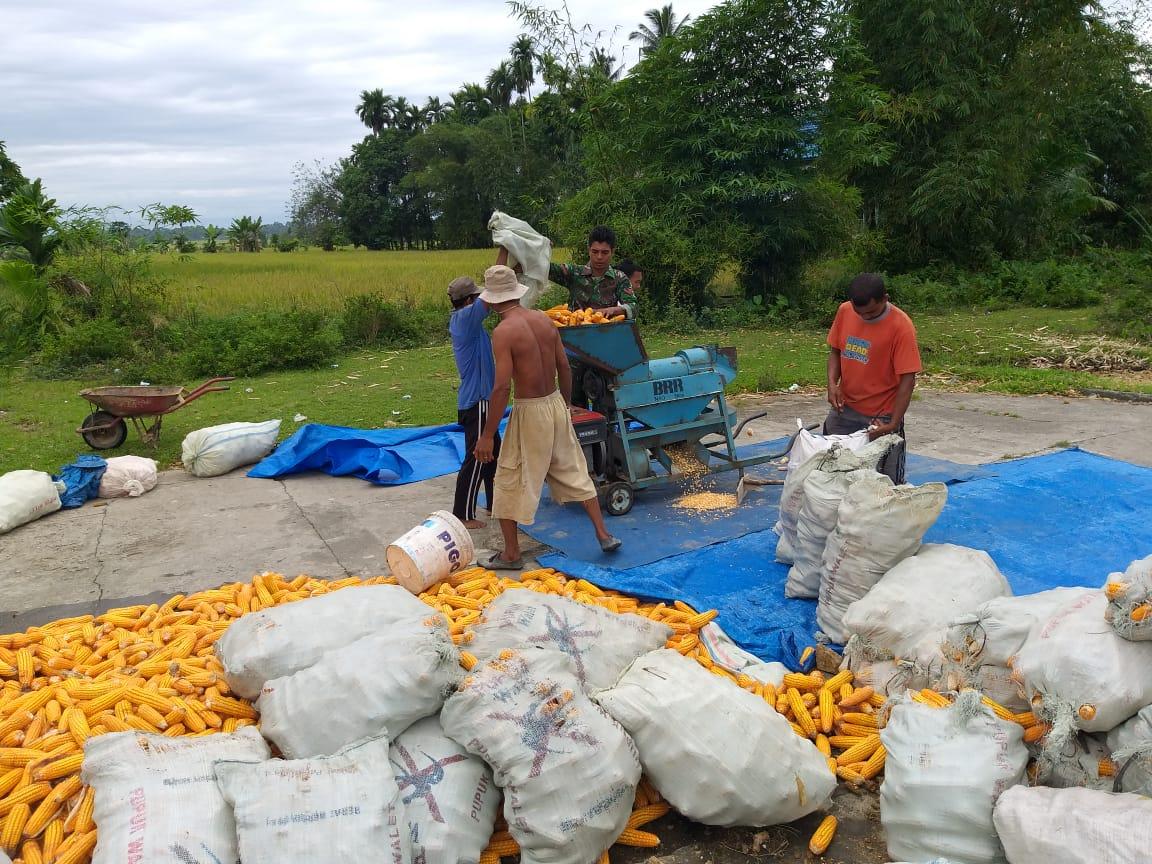 Babinsa Koramil Kuala Batee Bantu Petani Panen Jagung