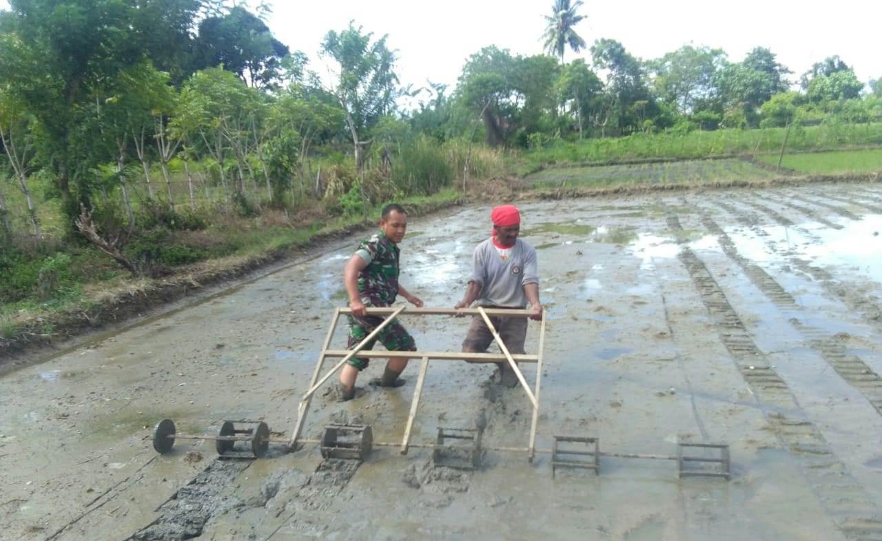 Turun Ke Sawah, Babinsa Bantu Petani Buat Garis Tanam Padi
