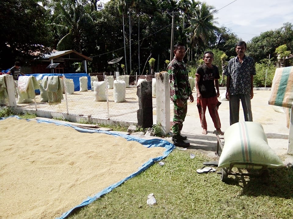 Pasca Panen, Babinsa Lembah Sabil Pantau Wilayah