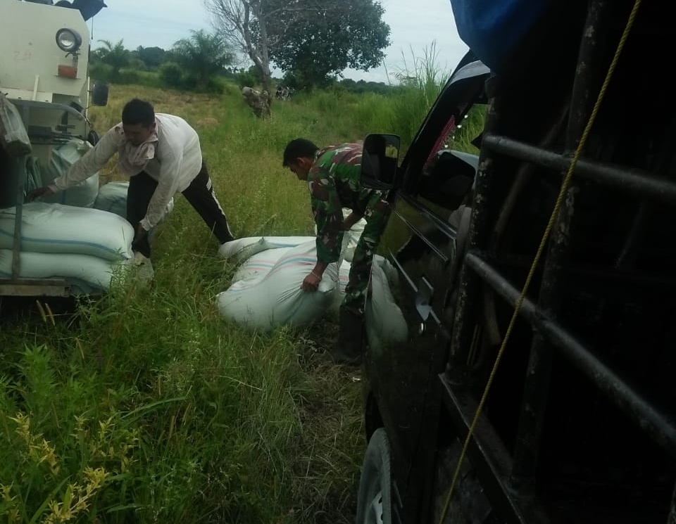 Babinsa Koramil Babahrot Berhasil Amankan Gabah dari Guyuran Hujan