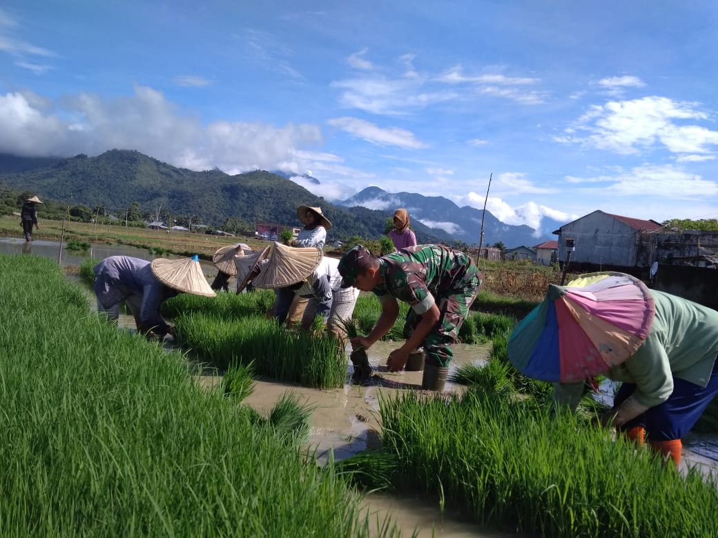 Jelang Tanam Padi, Babinsa Koramil Lamno Bantu Petani Siapkan Bibit