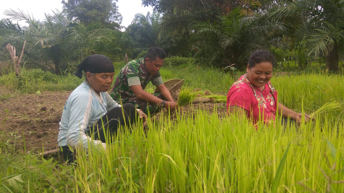 Jelang Tanam Padi, Serda Arafik Bantu Petani Siapkan Bibit