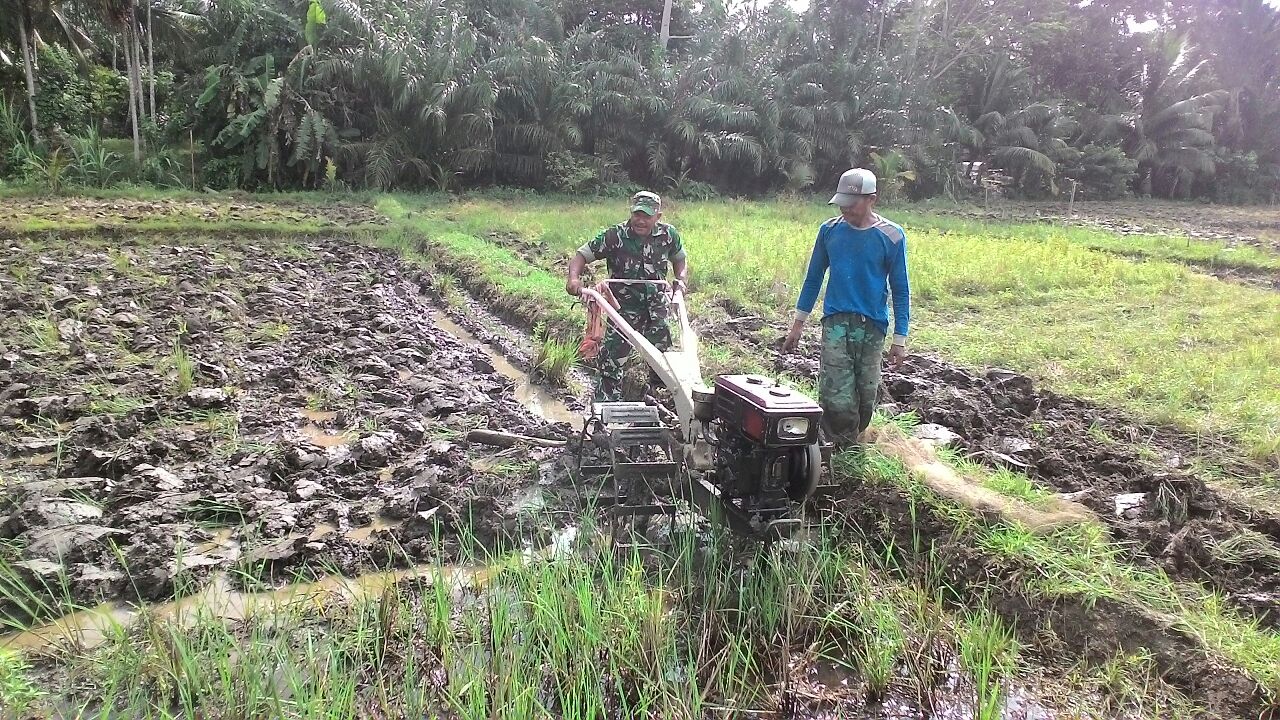 Babinsa Kuala Pesisir Bantu Petani Olah Sawah
