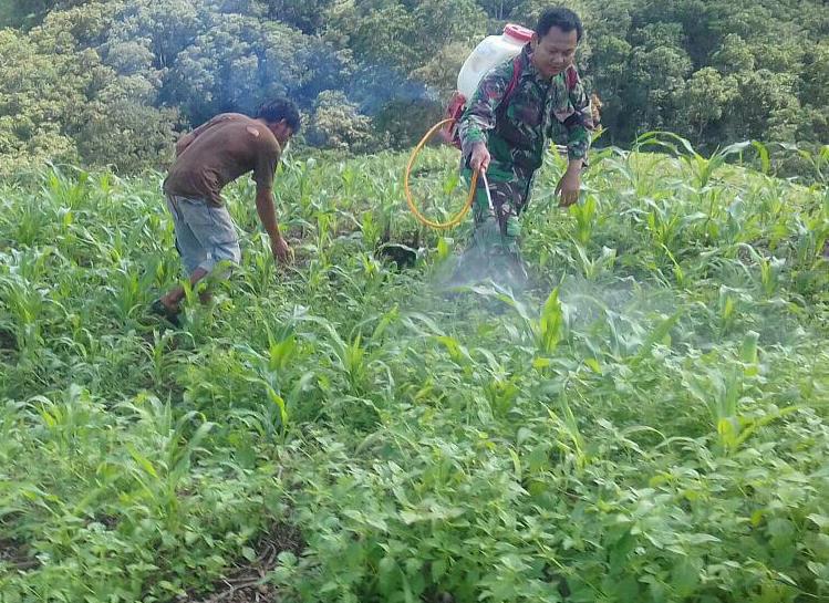 Kopda Eko Bantu Poktan Semprot Gulma