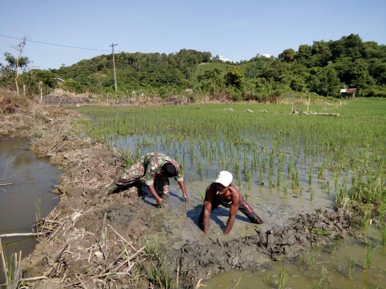 Rusak Saat Hujan, Babinsa Pos Indra Jaya Bantu Petani Perbaiki Bedengan Sawah