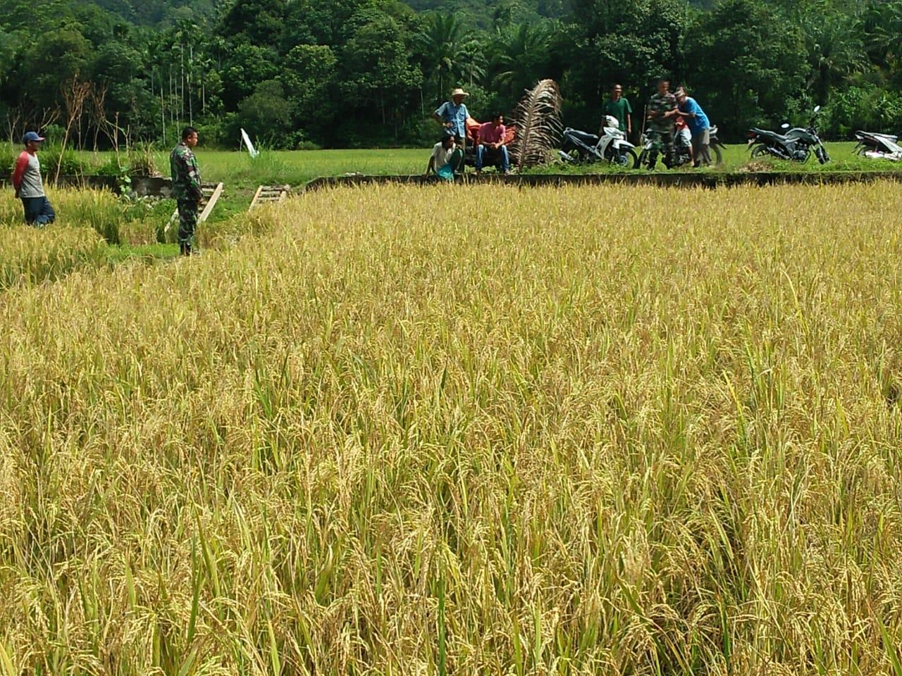 Kejar Target, Babinsa Babahrot Intensifkan Pendampingan Panen Padi