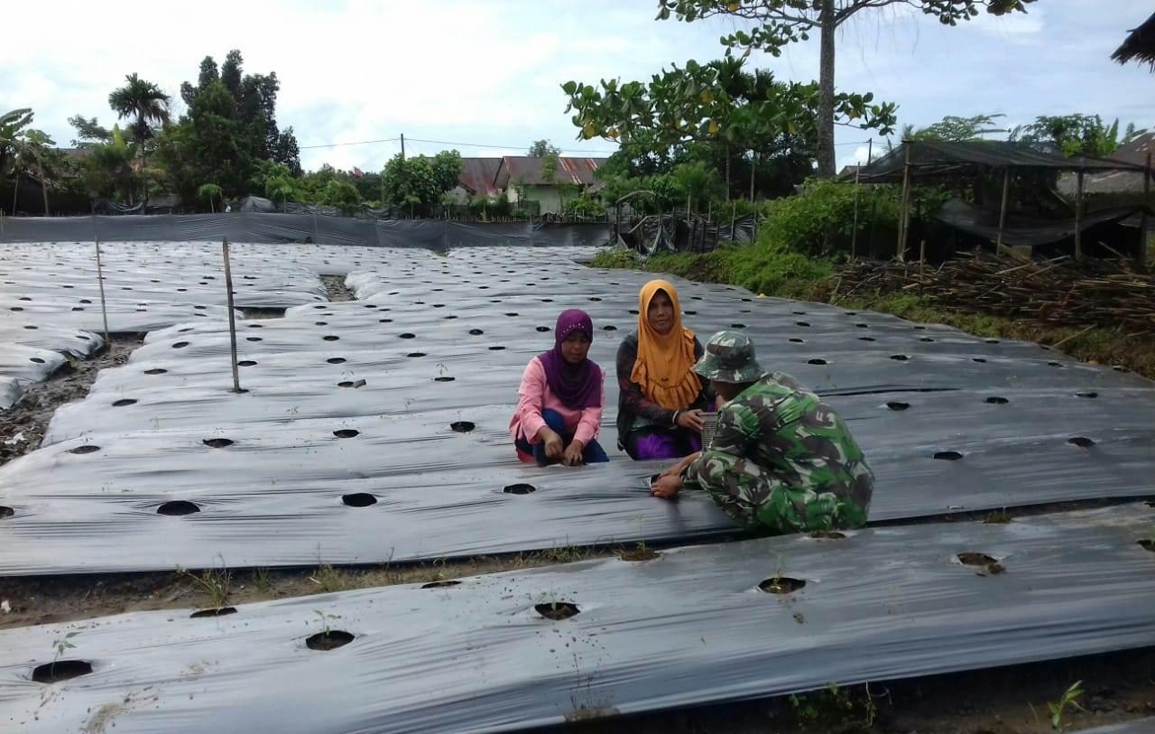 Babinsa Koramil Lageun Dampingi Warga Tanam Cabai