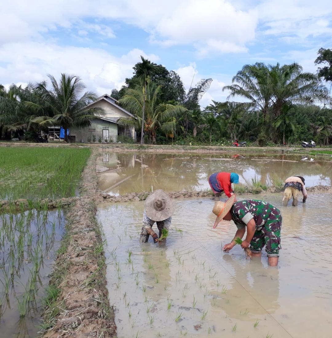 Babinsa 06/Mpy Bantu Petani Tanam Padi