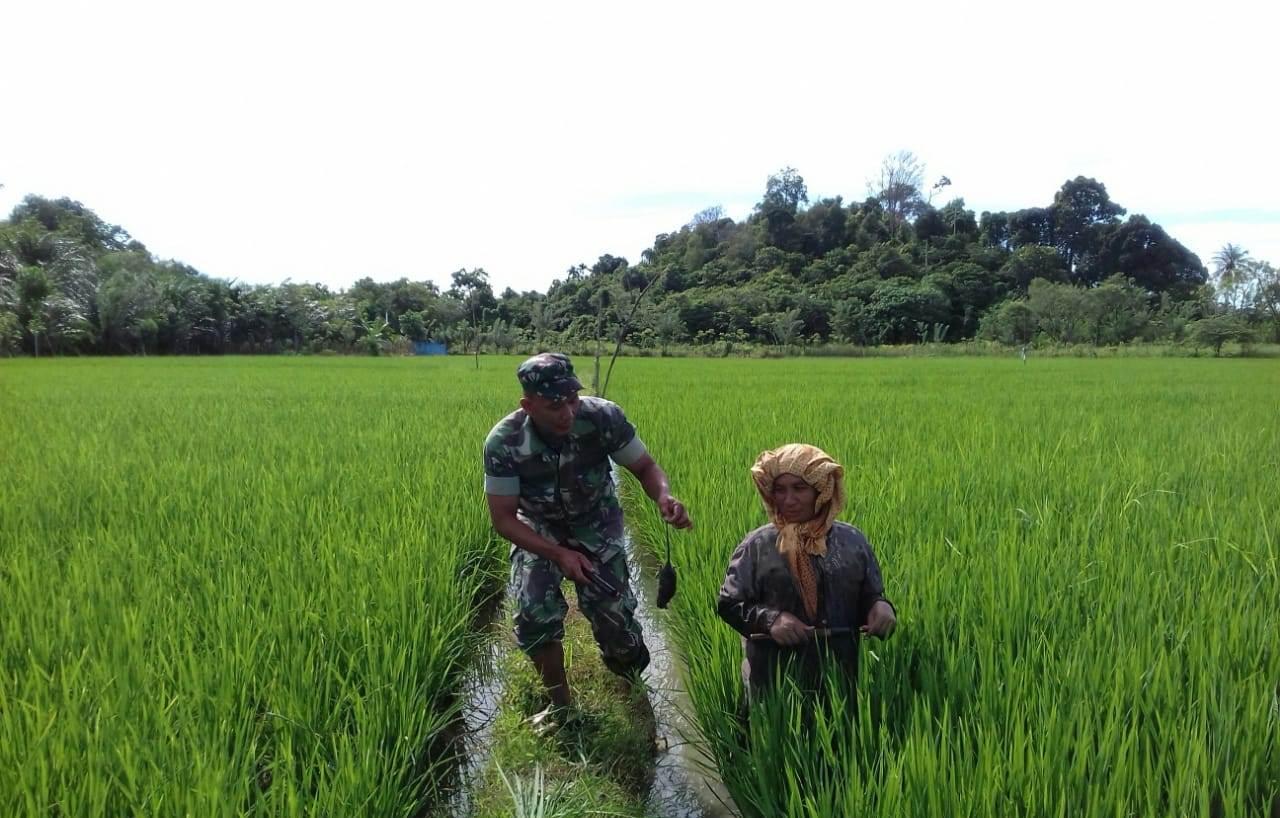 Kerap Ganggu Padi Petani, Babinsa Lageun Terjun Buru Hama Tikus