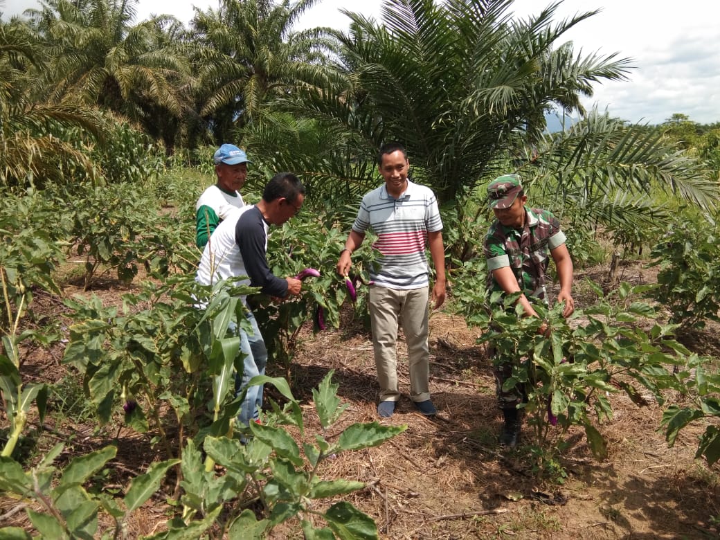 Dandim 0107/Aceh Selatan dan Kadistan Melihat Langsung Perkebunan Hasil Binaan Babinsa