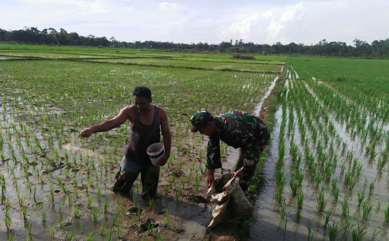 Babinsa Posramil 05/PC Pantau Perkembangan Tanaman Padi