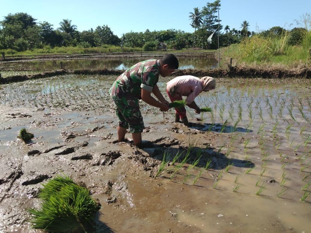 Bantu Petani, Serda Mahyudin Ikut Tanam Padi