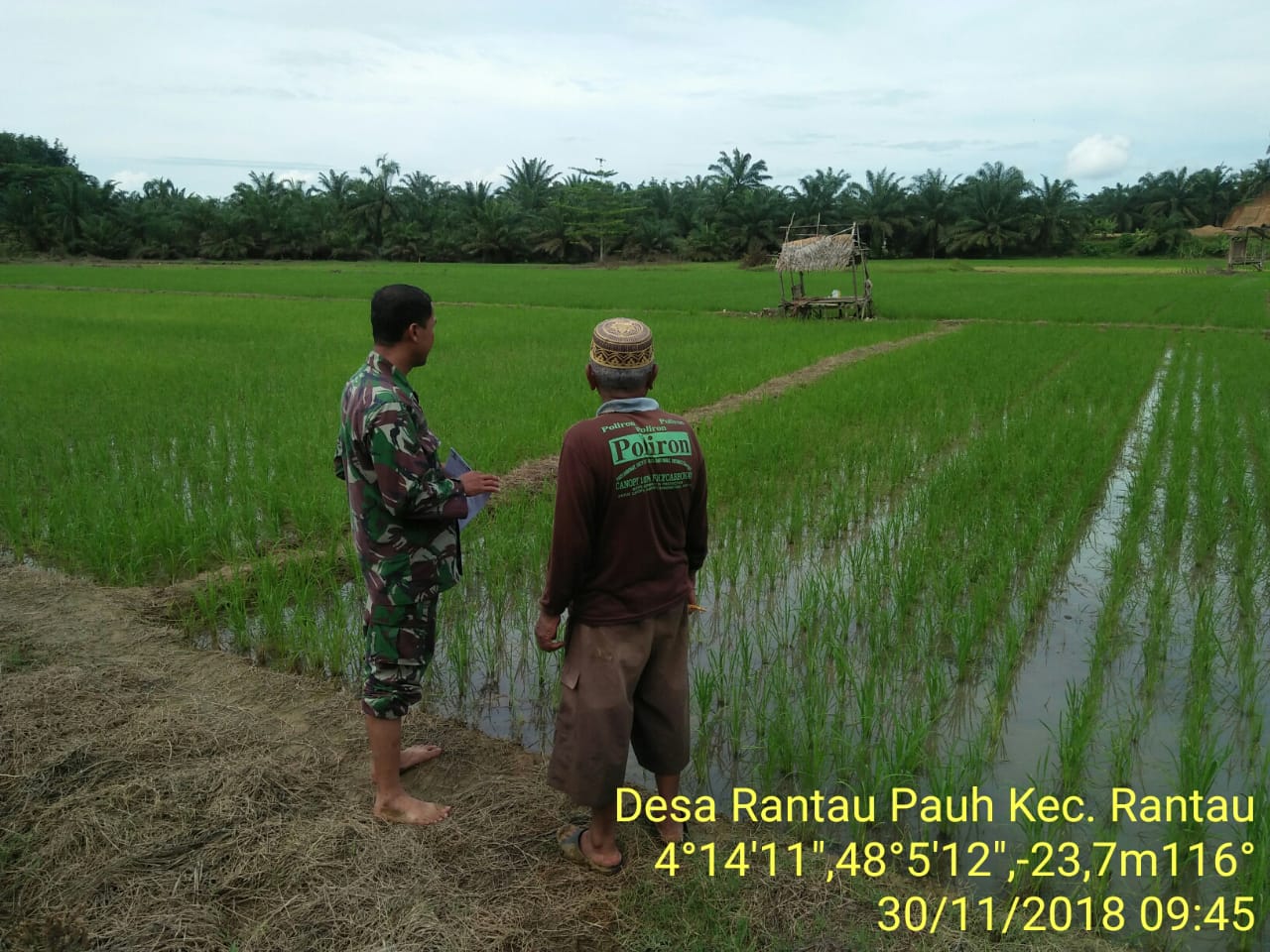 Babinsa Koramil 08/Rtu Pantau Perkembangan Tanaman Padi Bersama Petani