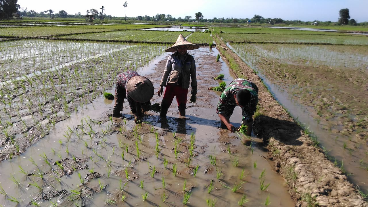 Babinsa Turun Kesawah Bantu Petani Tanam Padi