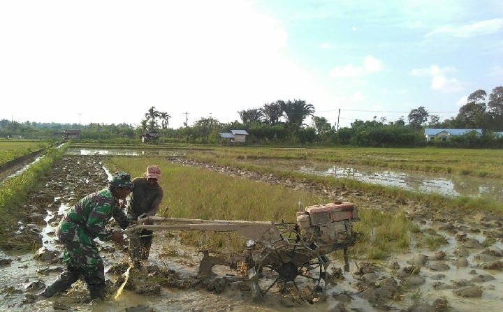 Babinsa Bantu Bajak Sawah Petani