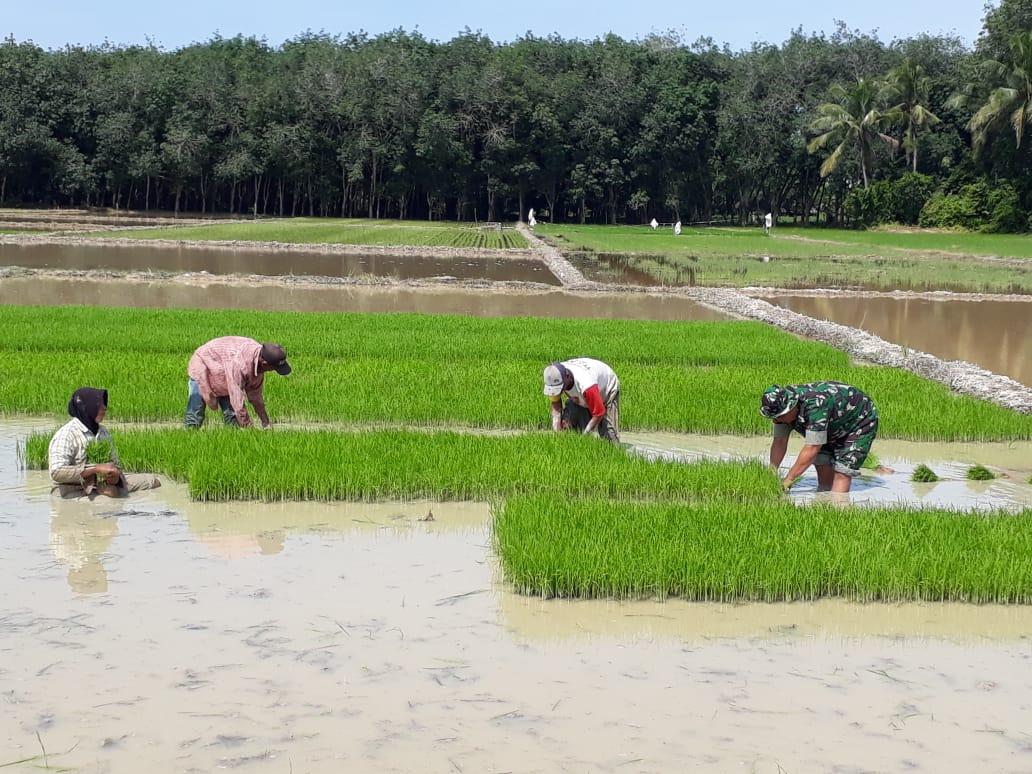 Babinsa Koramil 06/Mpy Bantu Petani Mencabut Bibit Padi