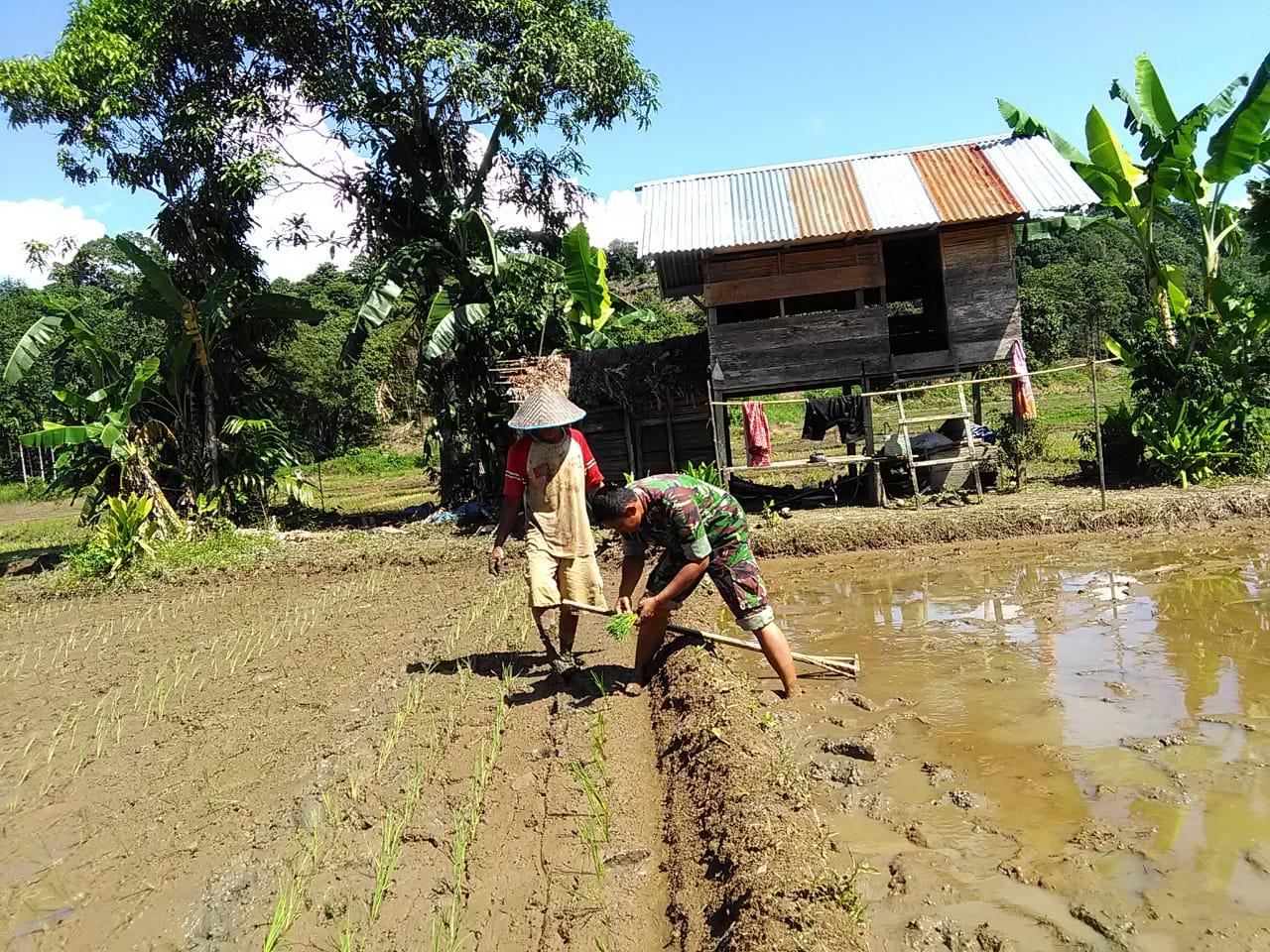 Turun Ke Sawah, Kopda Hanang Bantu Petani Tanam Padi